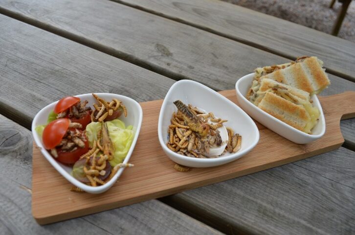 croques monsieurs insectes